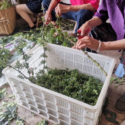 重庆市 江津九叶青花椒