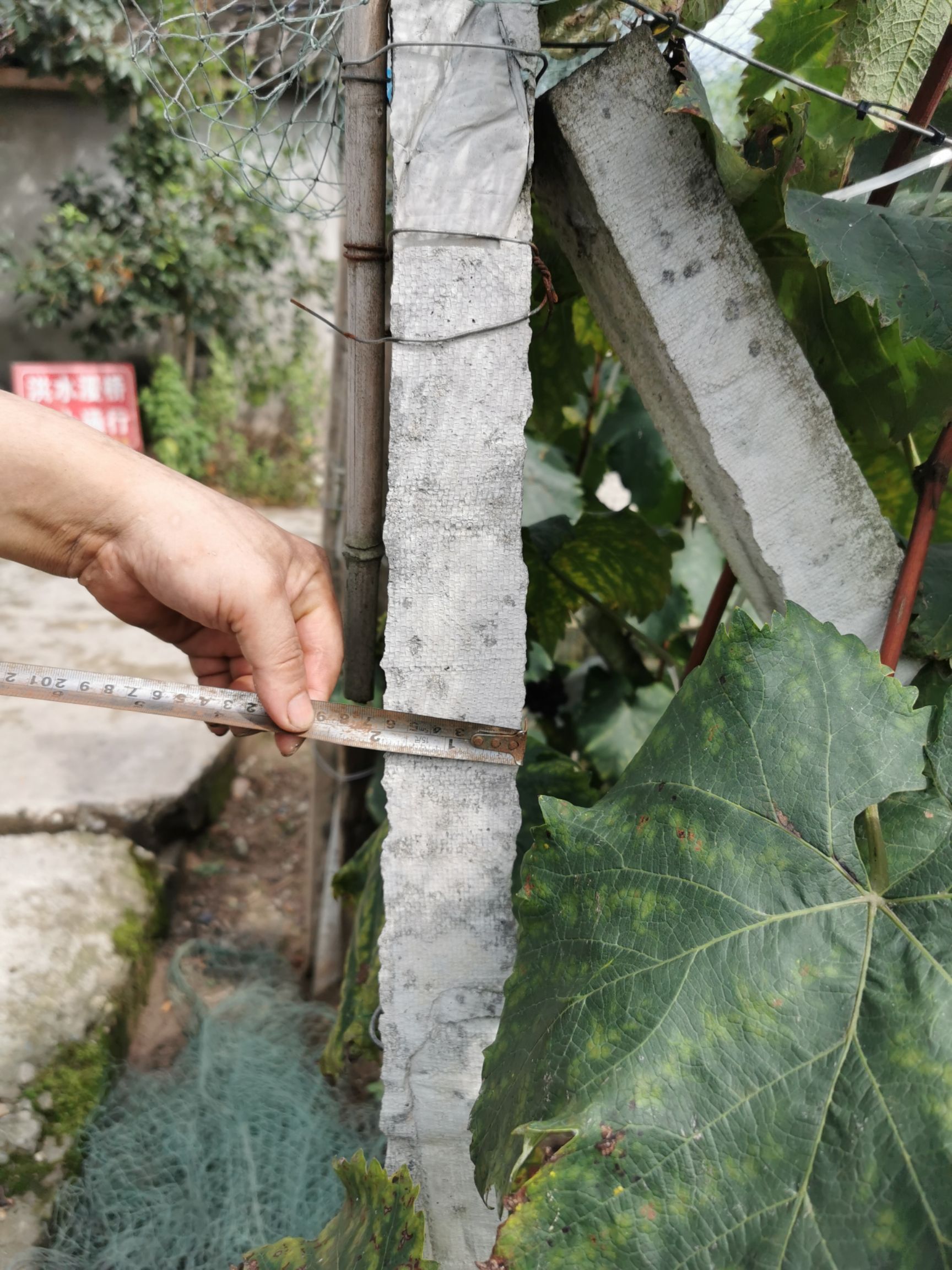 立柱  葡萄水泥柱