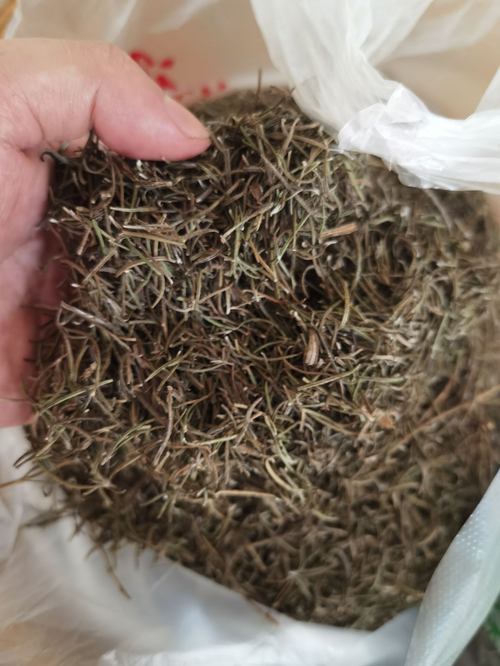  中药材迷迭香
