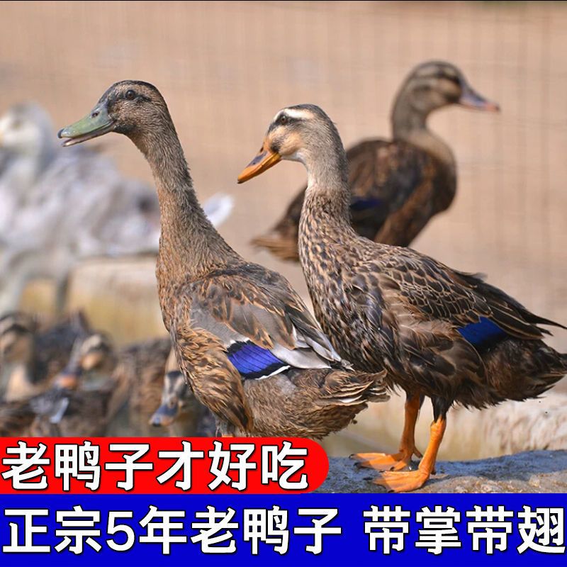 【5年老鸭子】散养土鸭现杀老鸭鸭肉笨鸭水鸭新鲜鸭子整只麻鸭