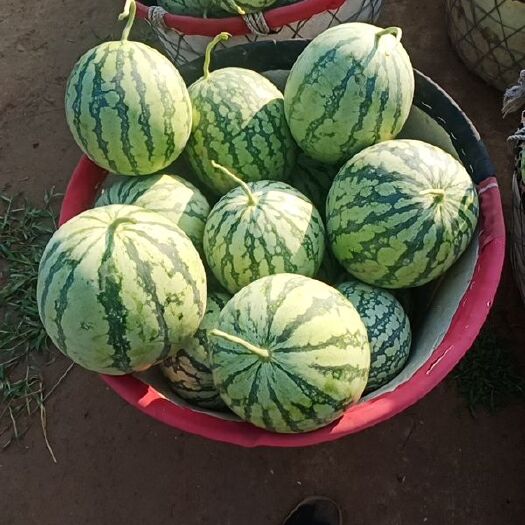 夏县美都西瓜 熟度9成
