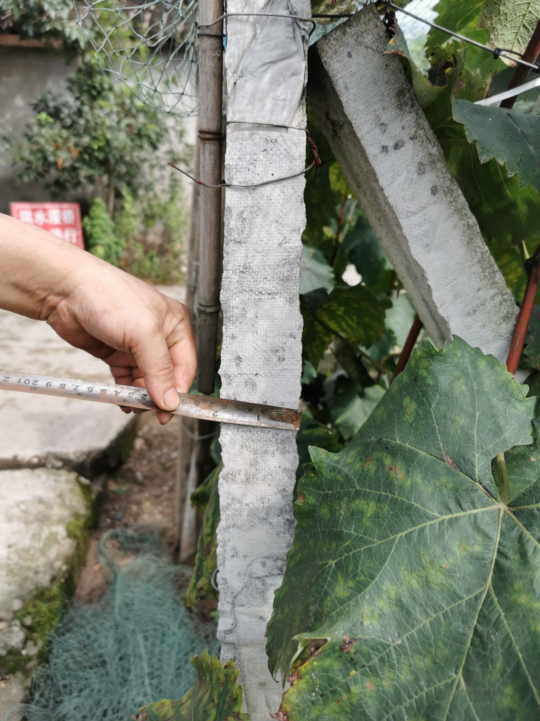 立柱  葡萄水泥柱