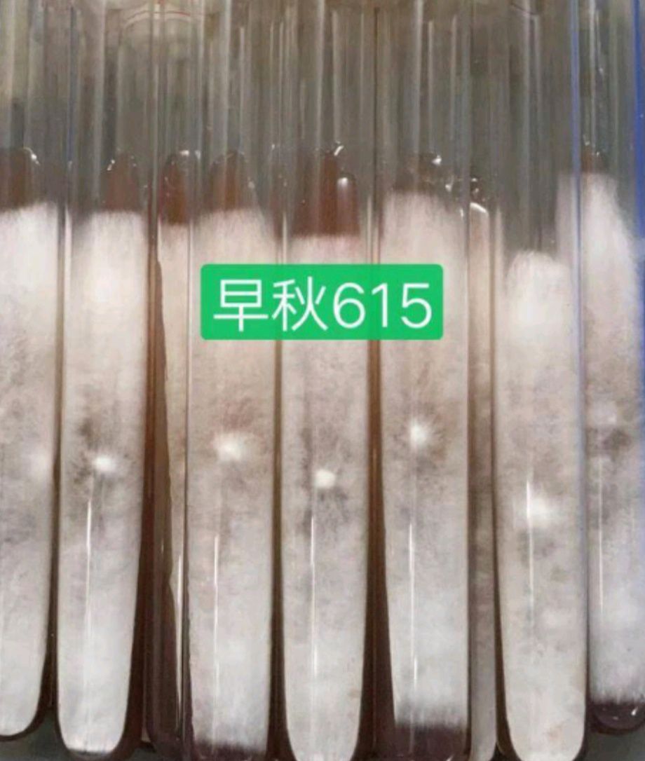 平菇菌种  平菇6母种试管奇美969/早秋615，早优八号，