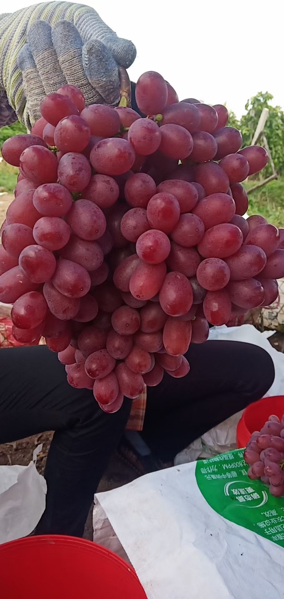 克伦生葡萄  云南高原无籽提克伦生口感甜颗粒大颜色好一手货源