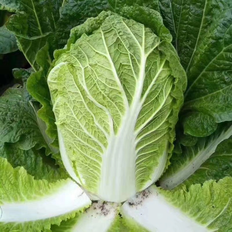 黄心大白菜。来自大山深处天然绿色。无虫眼。耐运输。