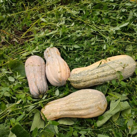 麻栗坡县蜜本南瓜  老南瓜，自家种的，无公害绿色食品。