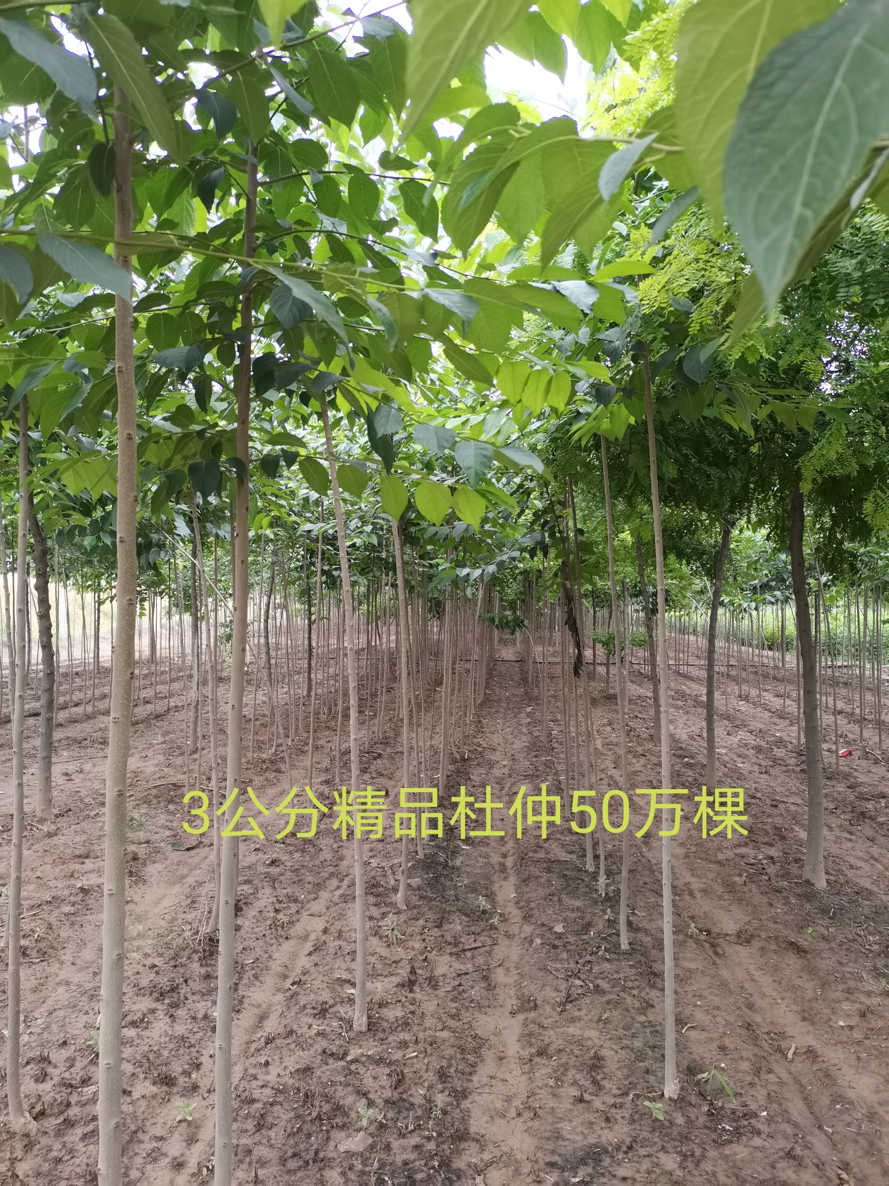 米径3公分杜仲树