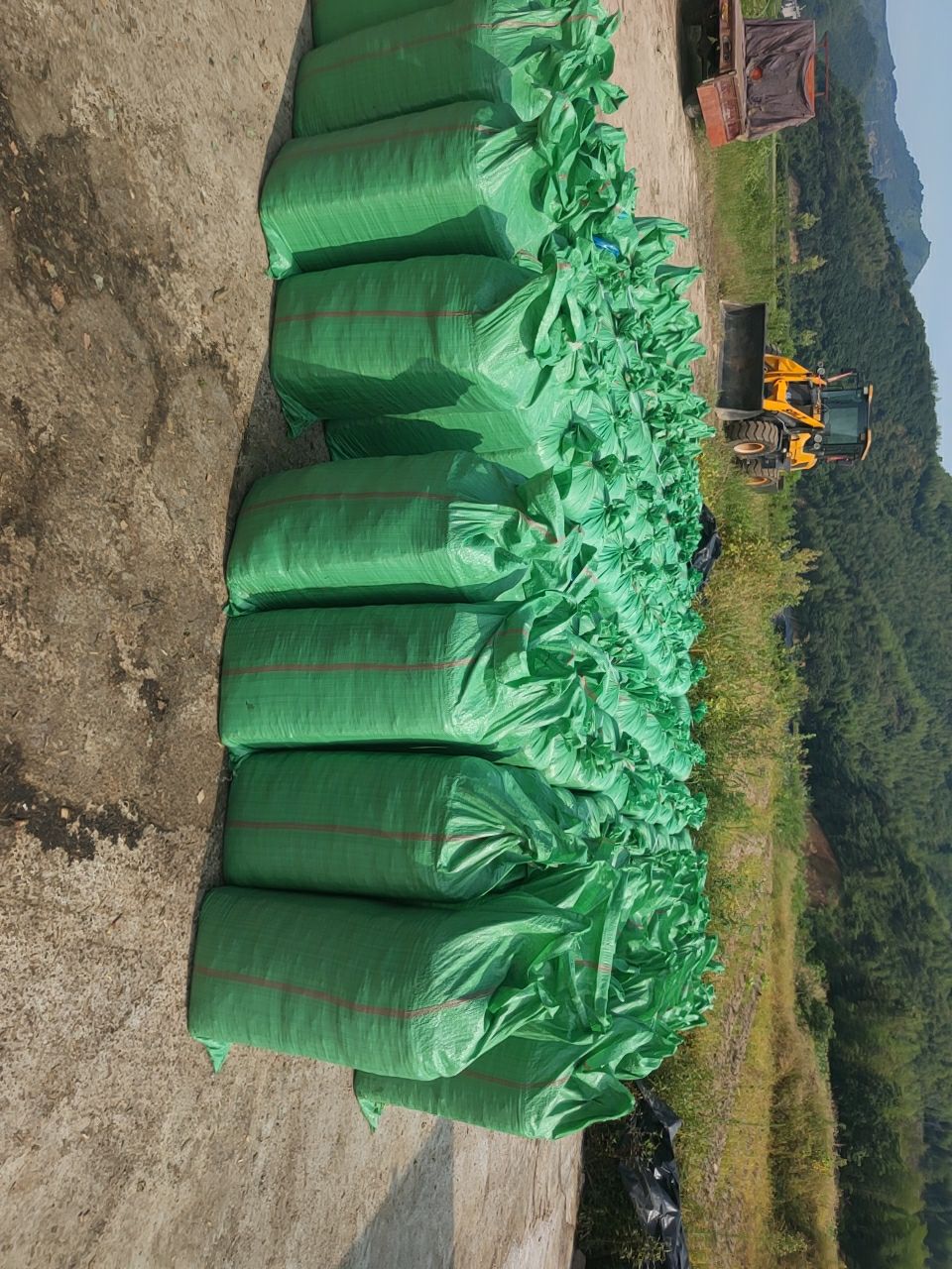 青储草  青储饲料，玉米桔梗