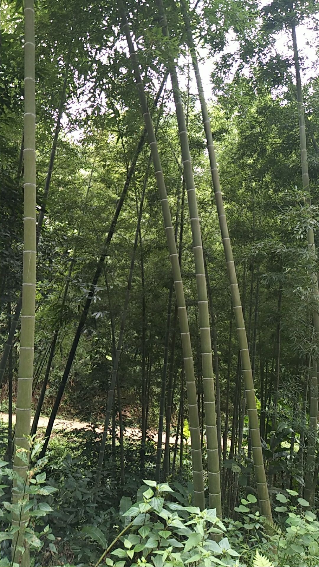 竹子 大量有毛竹