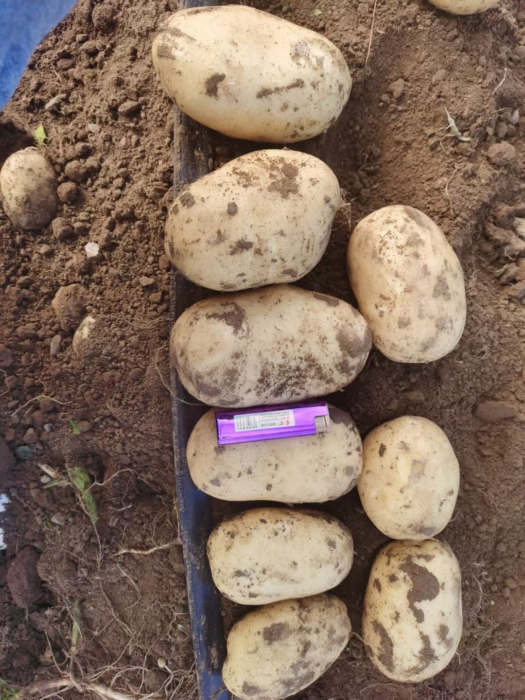 黄心土豆  内蒙(赤峰)EV土豆大量供应，产地直发，保证质量