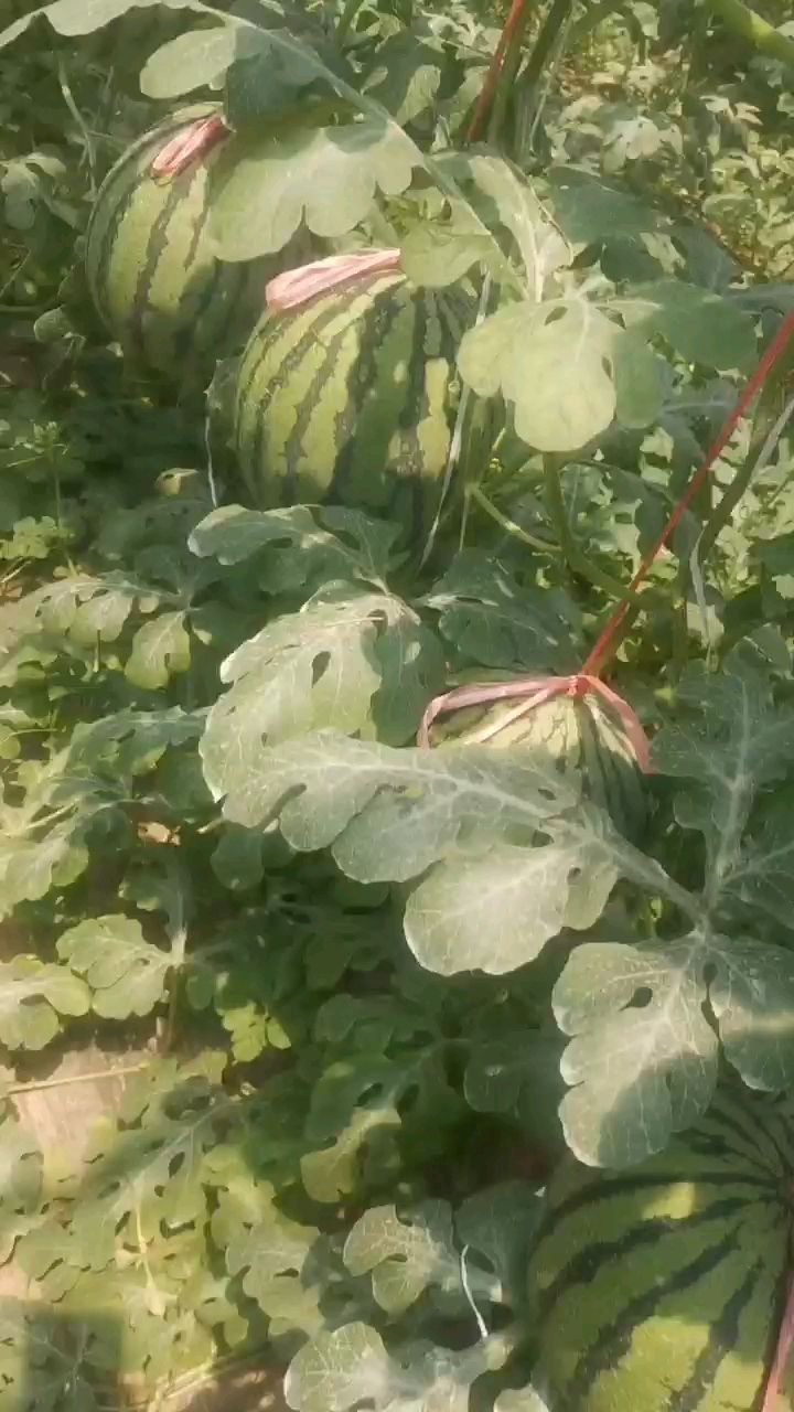 网红特小凤西瓜