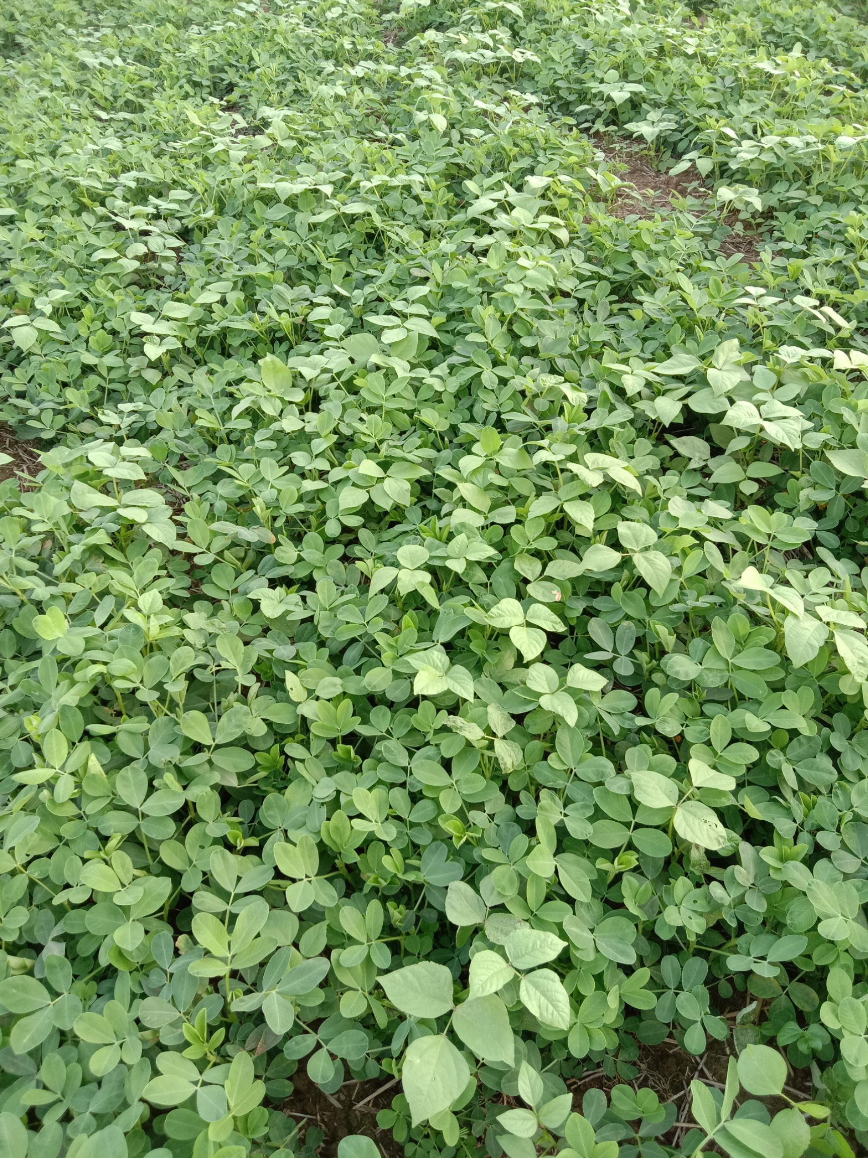 花生秧  草料，过滚筒除尘
