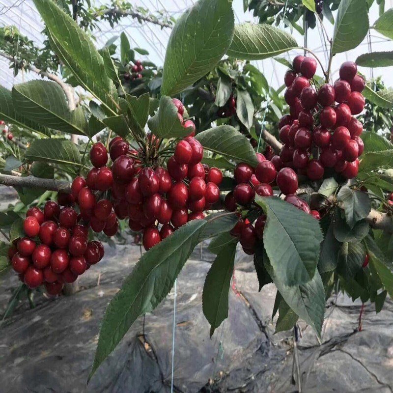 叶面肥  膨果型海藻精鱼蛋白