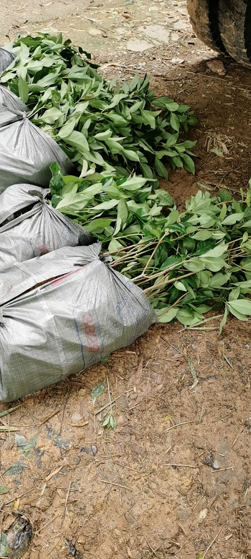 八角树苗  广西古龙大红八角树树苗杯苗实生苗20公分起