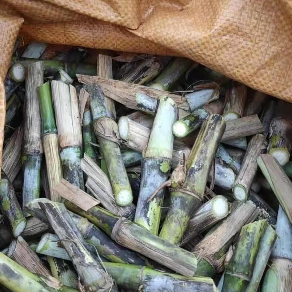 皇竹草种子  甜象草种子