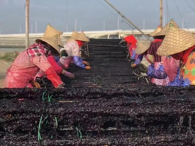 二水紫菜 南澳岛养殖天然紫菜