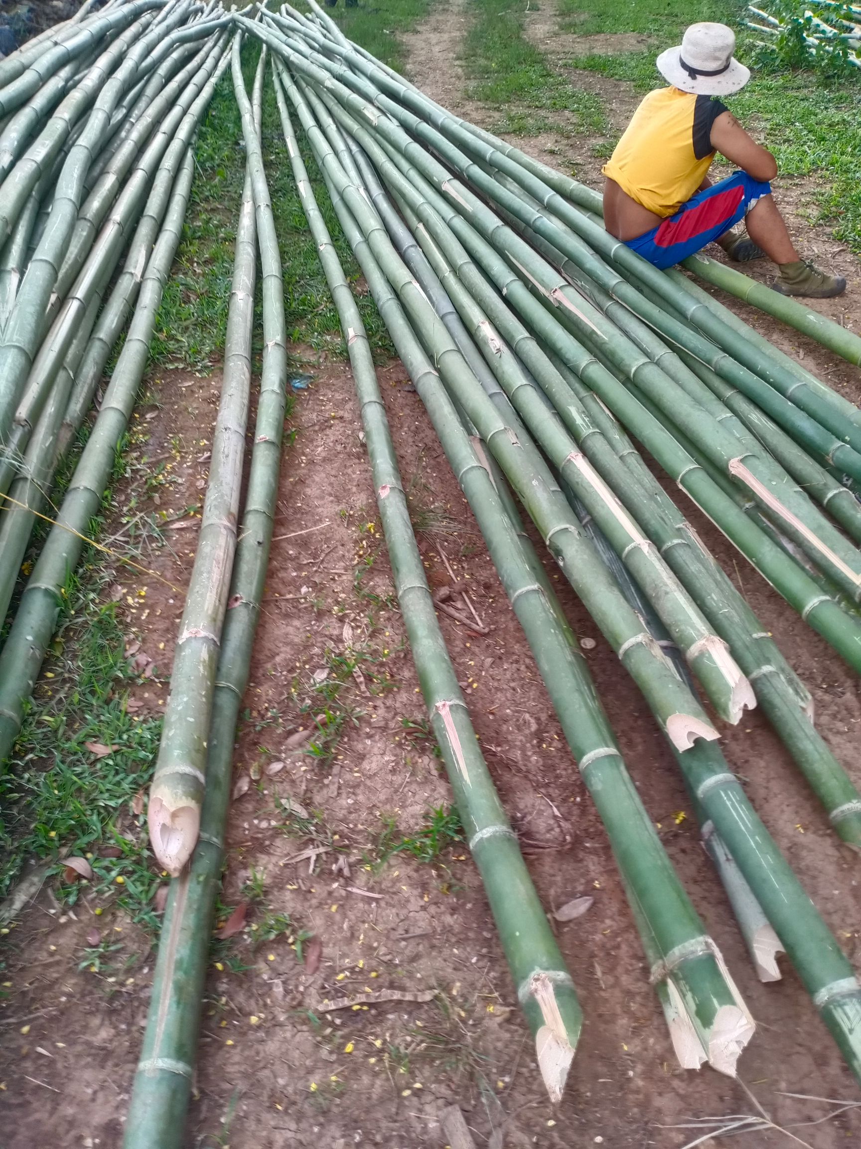 云南德宏黑竹子，品质好，肉质厚，很适合个种个样的架子竹。