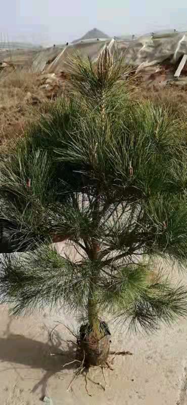 油松 1~1.5米 4公分以下 2~4公分 1米以下 带营养钵发货 