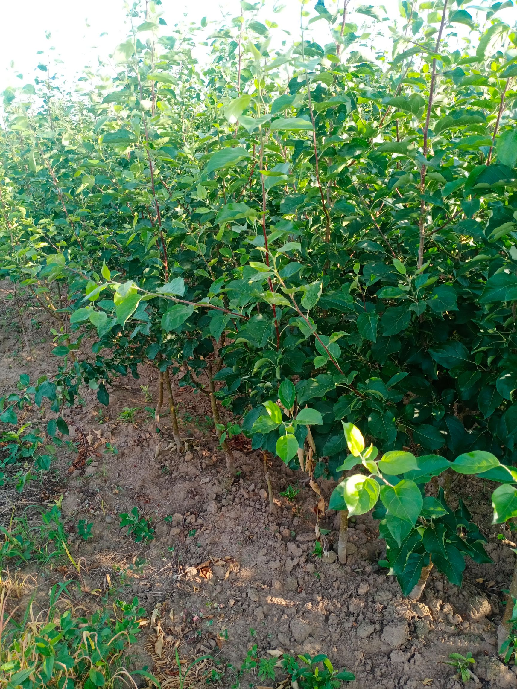 龙丰苹果苗  龙峰果树苗