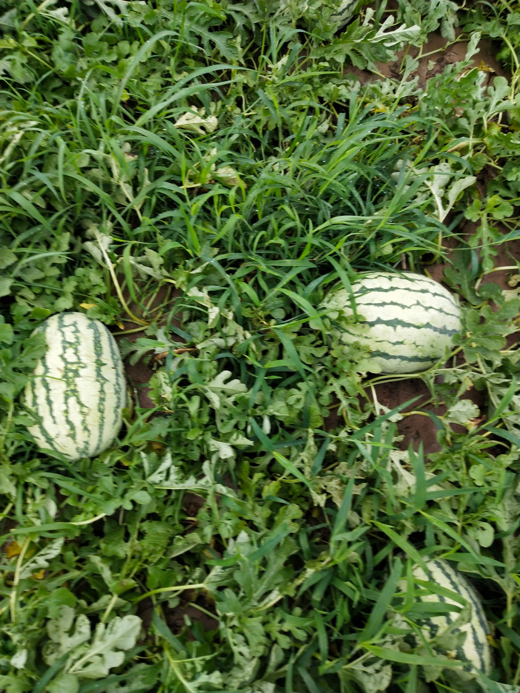 西农西瓜 山东省滨州市沾化区 1茬 