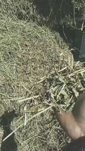 花生秧  草料，过滚筒除尘