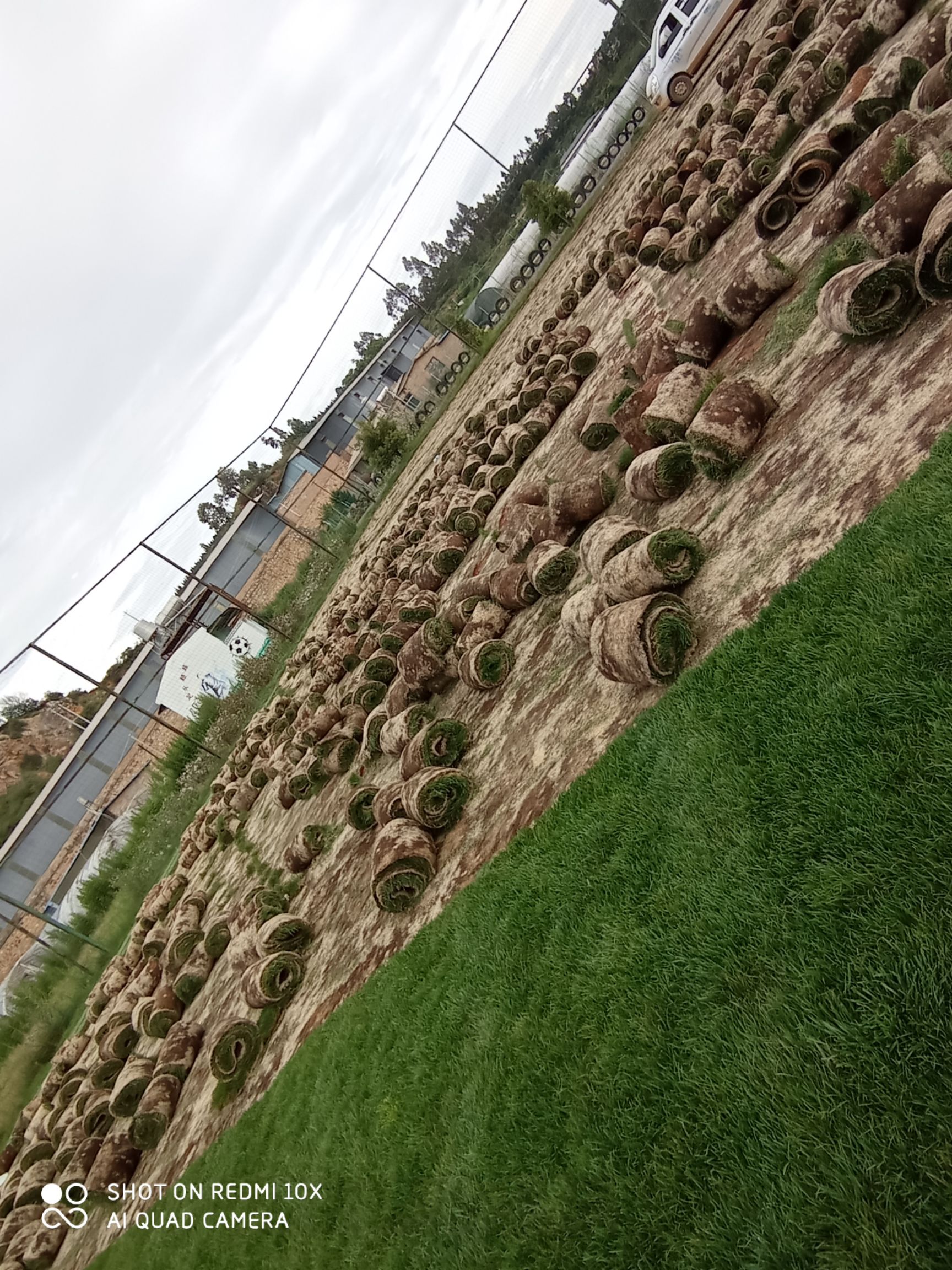 混播草坪：黑黑麦草，早熟禾，高茅羊三中混合播种