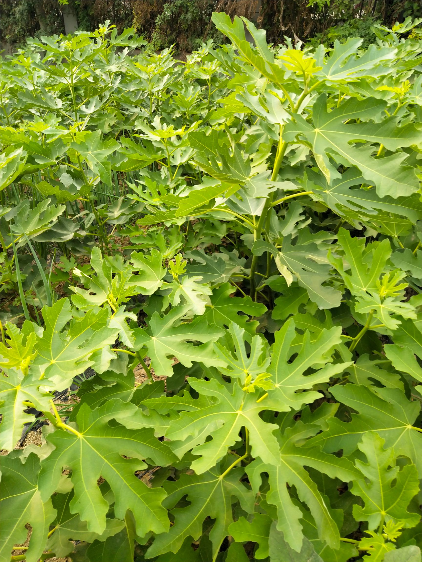 无花果苗波姬红无花果苗 青皮无花果苗