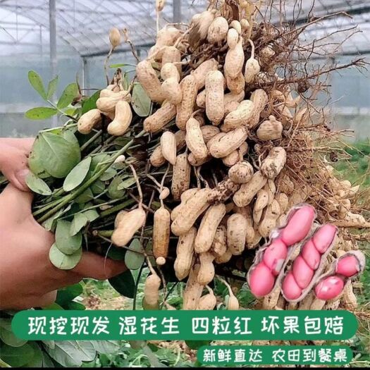 徐州四粒红大量有货质量有保证