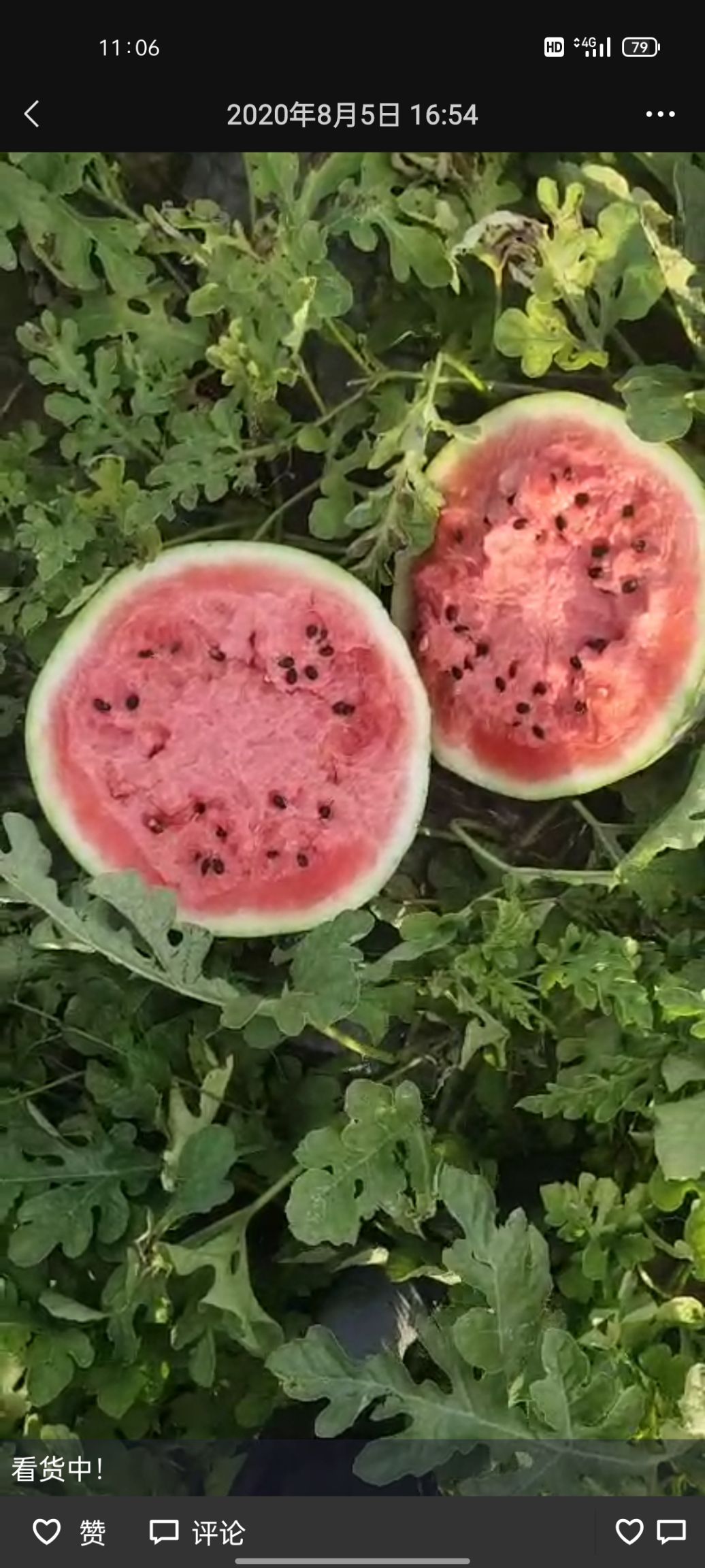吉林公主岭怀德精品甜王西瓜 质量保证 服务至上甜度高