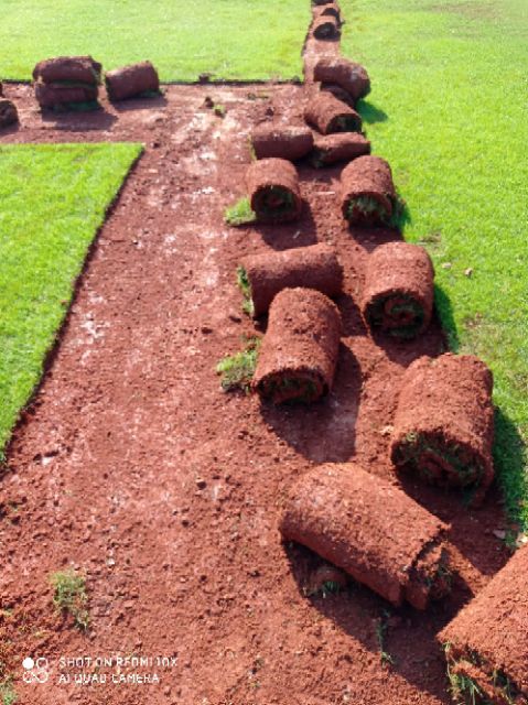 剪股颖草坪  精品草坪出售