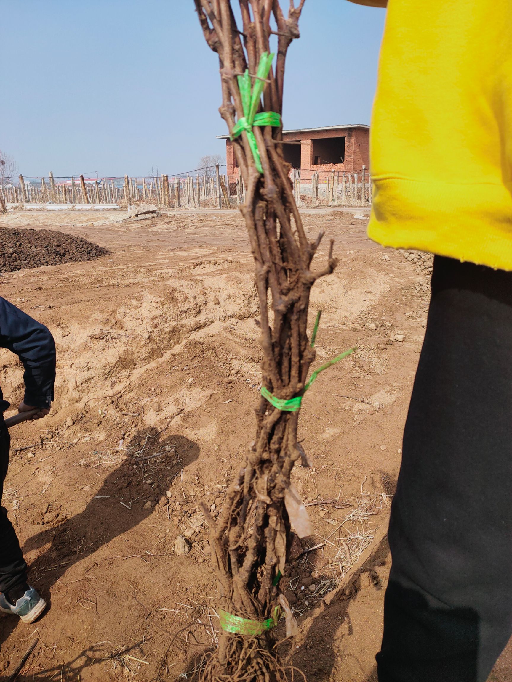 蓝宝石葡萄苗  2年生建园建院葡萄苗