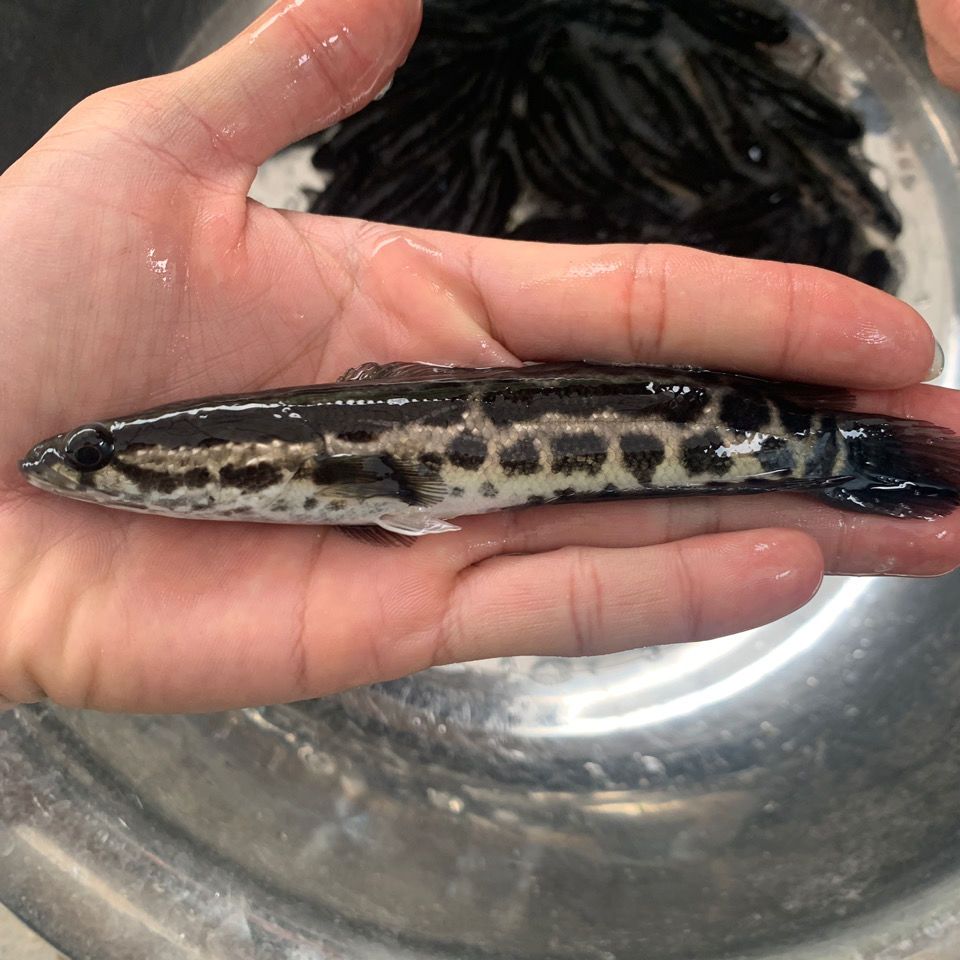 批发各种优良品种鱼苗