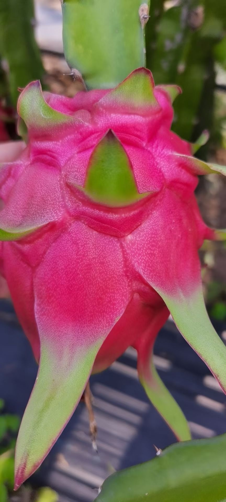  红心❤️火龙果
