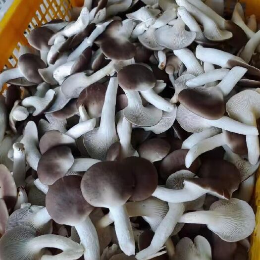法库县平菇菌种  秀珍菇母种试管
