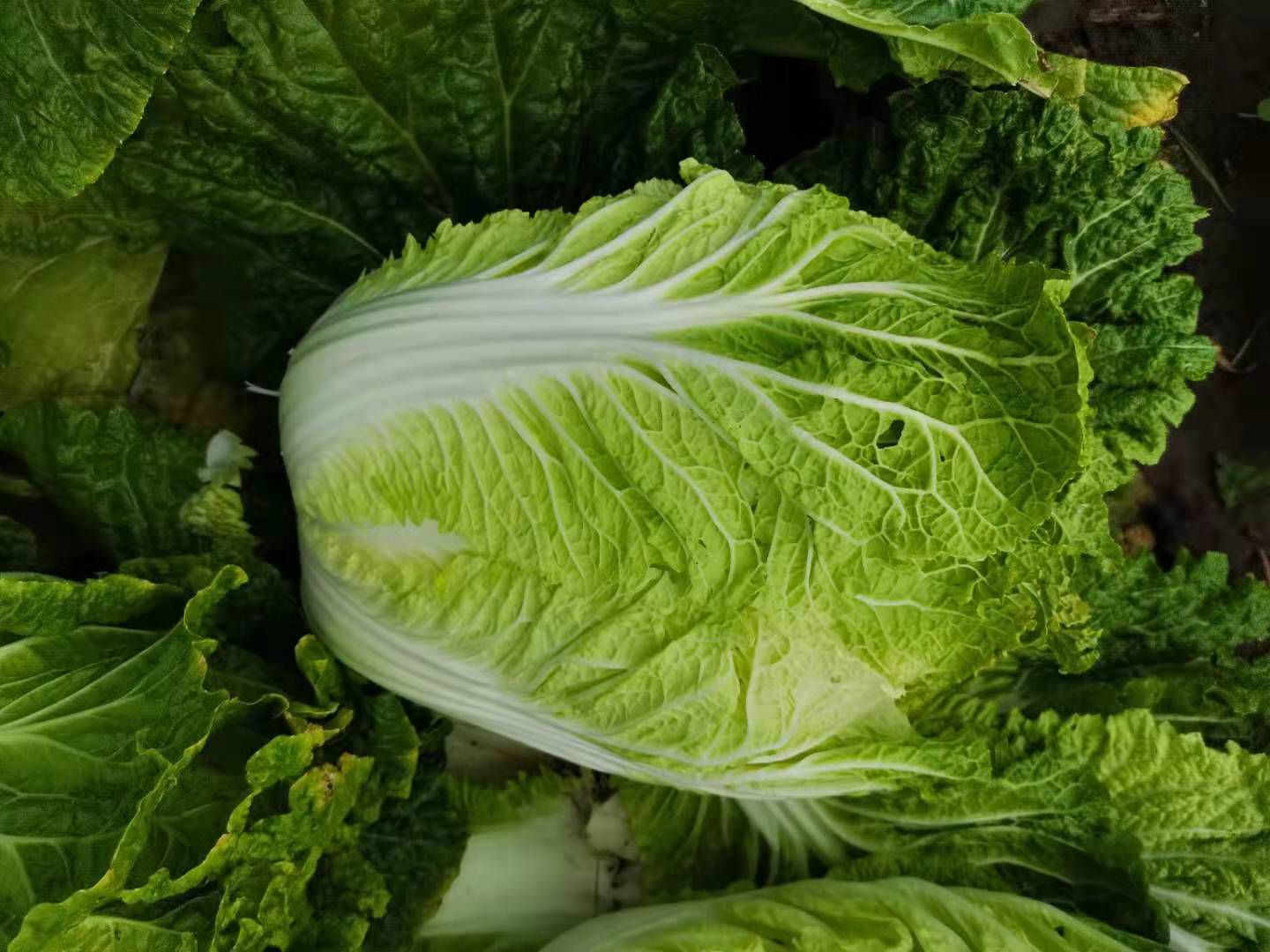 黑龙江大庆肇州黄心大白菜