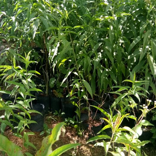 普宁市鹰嘴蜜桃苗 鹰嘴桃、果大、产量高、口感清甜