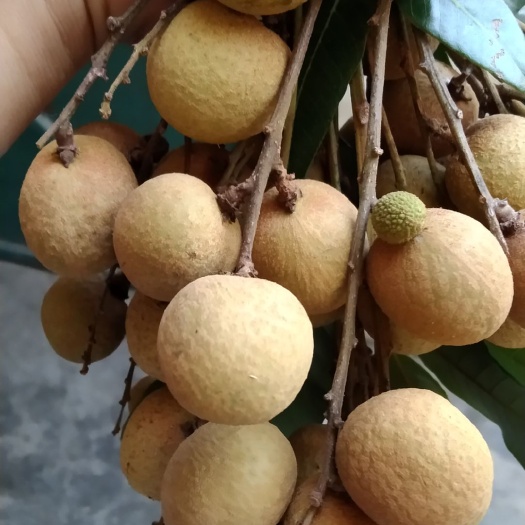 广州广东广州石硖龙眼，精品靓果，清甜爽口，果大核小，即摘即发货。