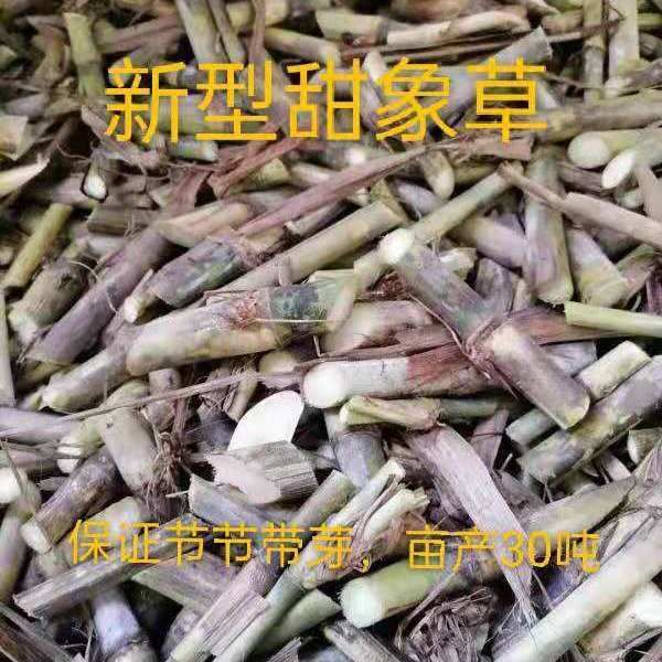皇竹草种子  甜象草种子