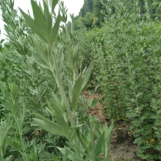菏泽鲜艾一亩