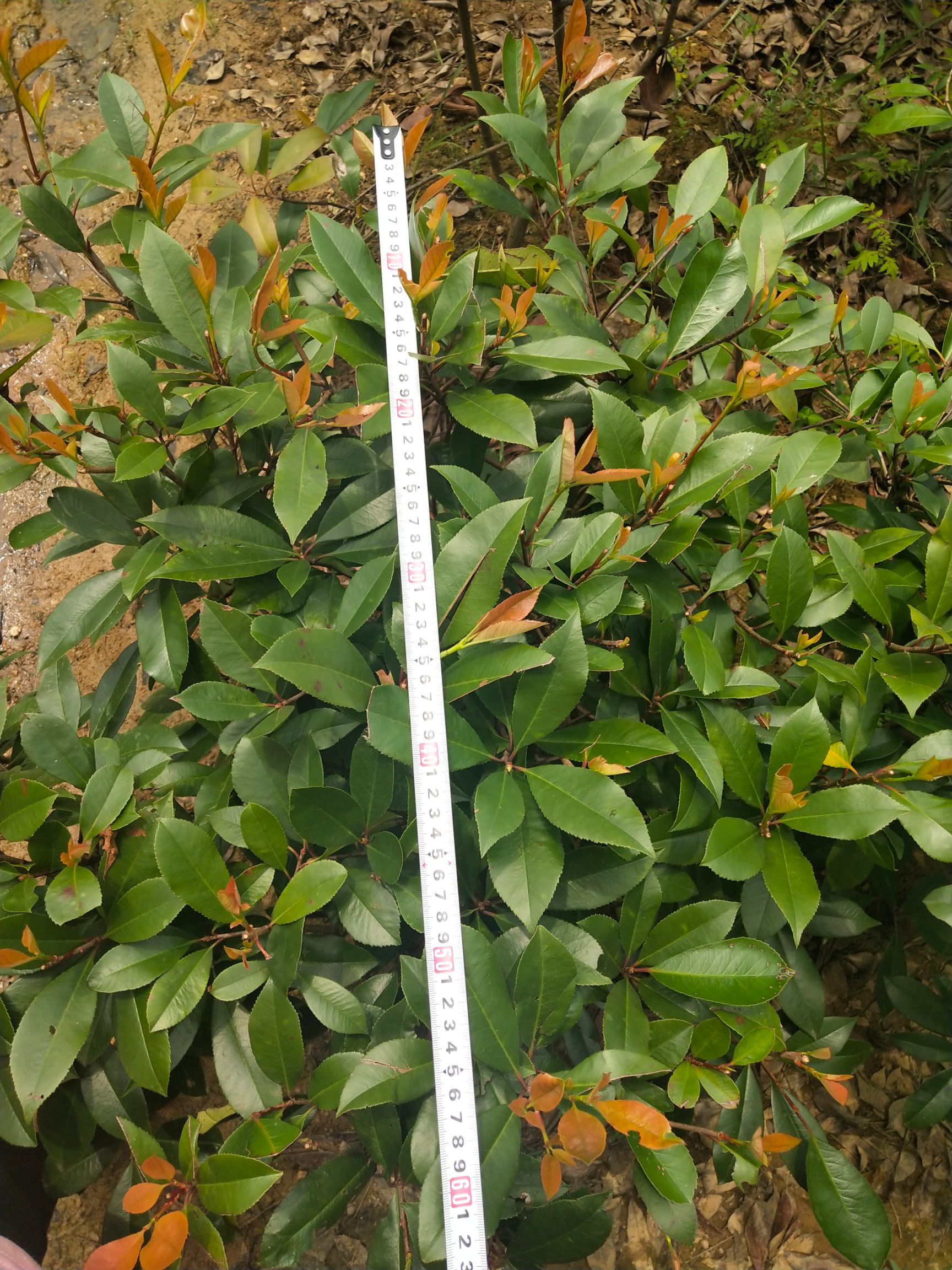 便宜处理了，红叶石楠毛球，白菜价