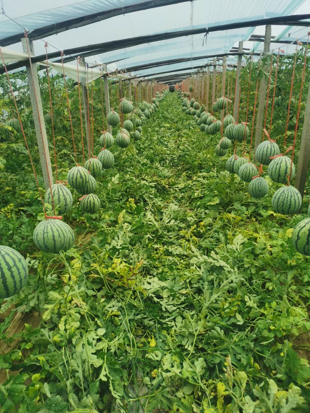 网红特小凤西瓜