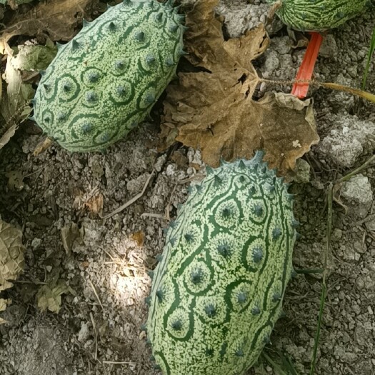 火参果