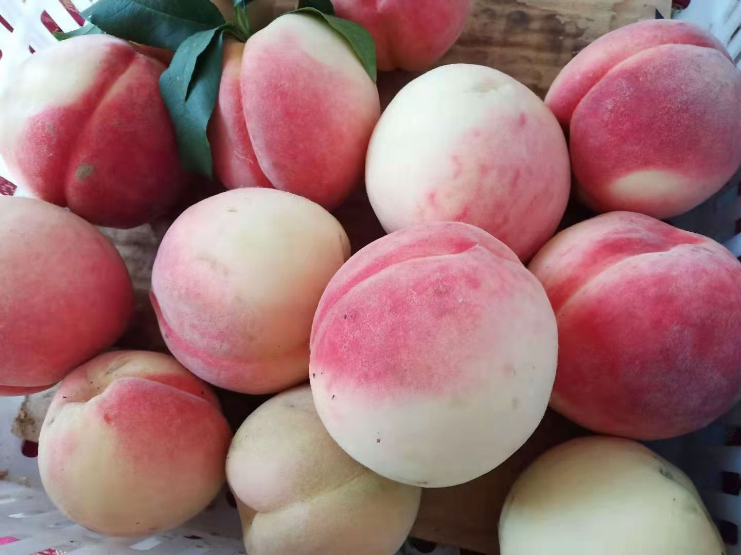 沙红桃 离核的毛桃大暈上市中