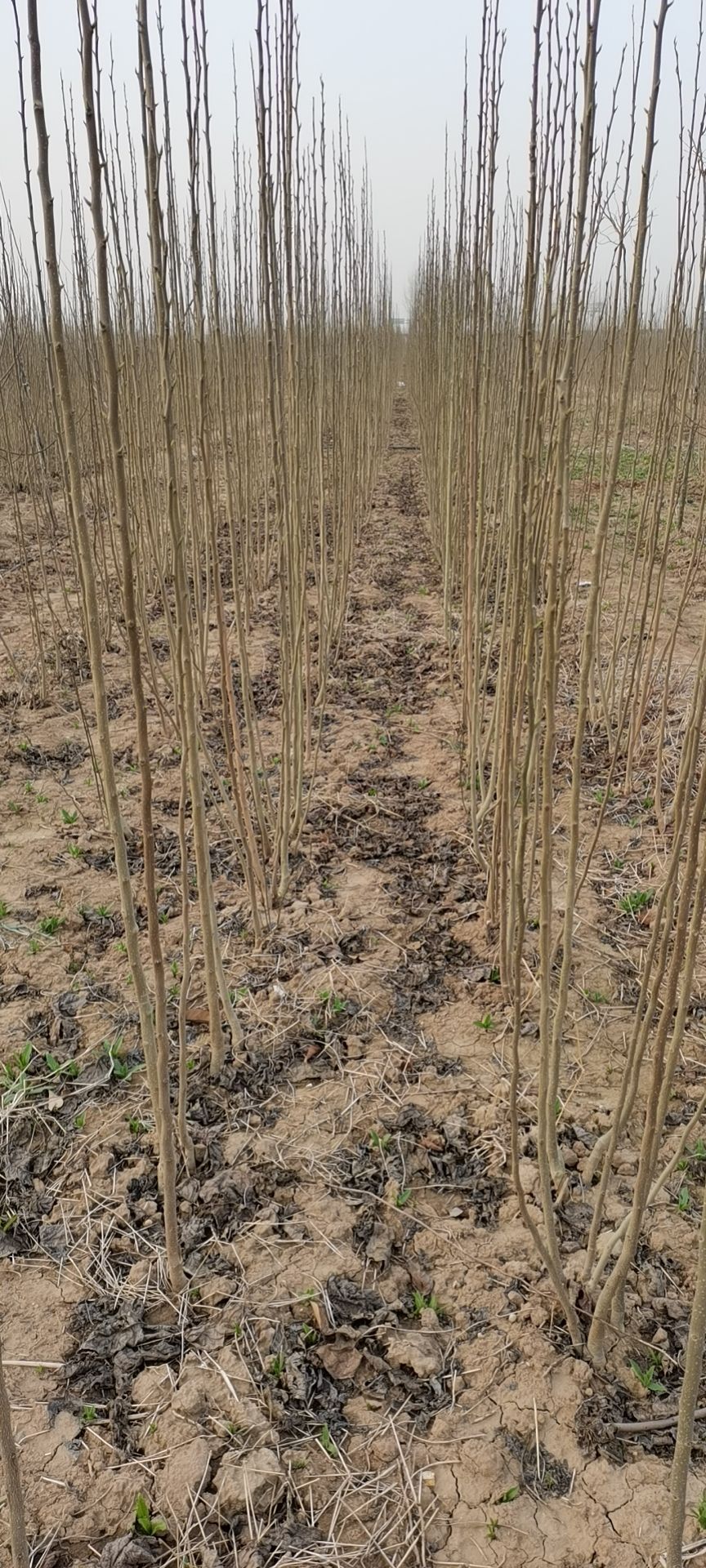 杜仲苗  两年300亩