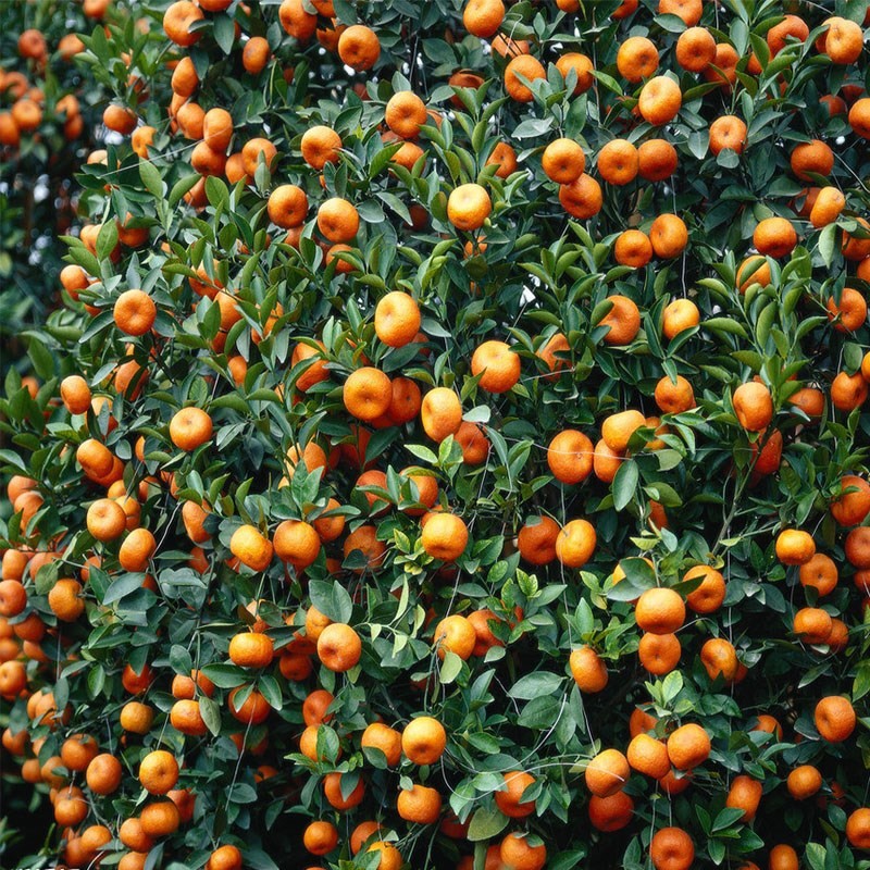 缓释肥  复合微生物有机菌肥