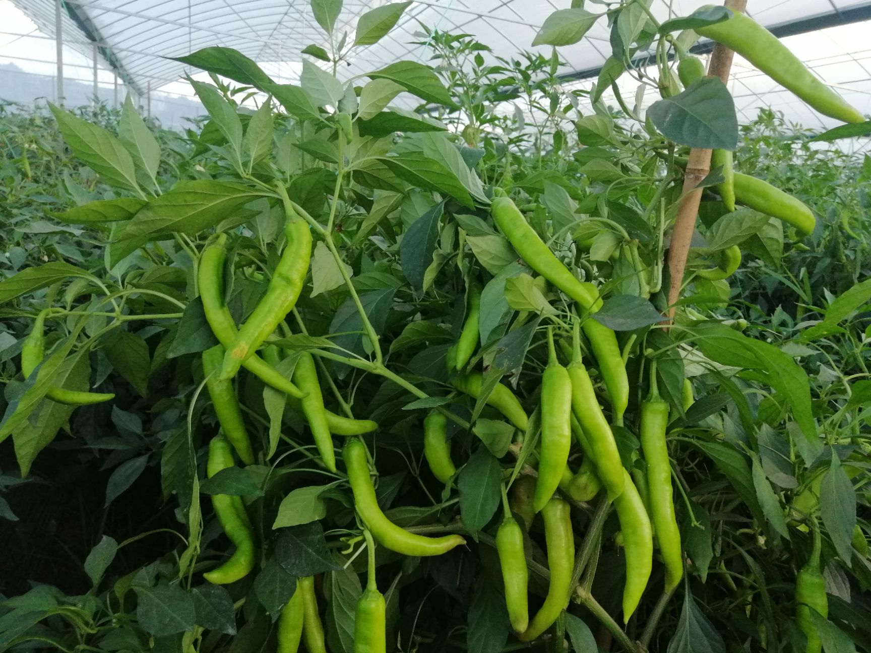 黄皮辣椒