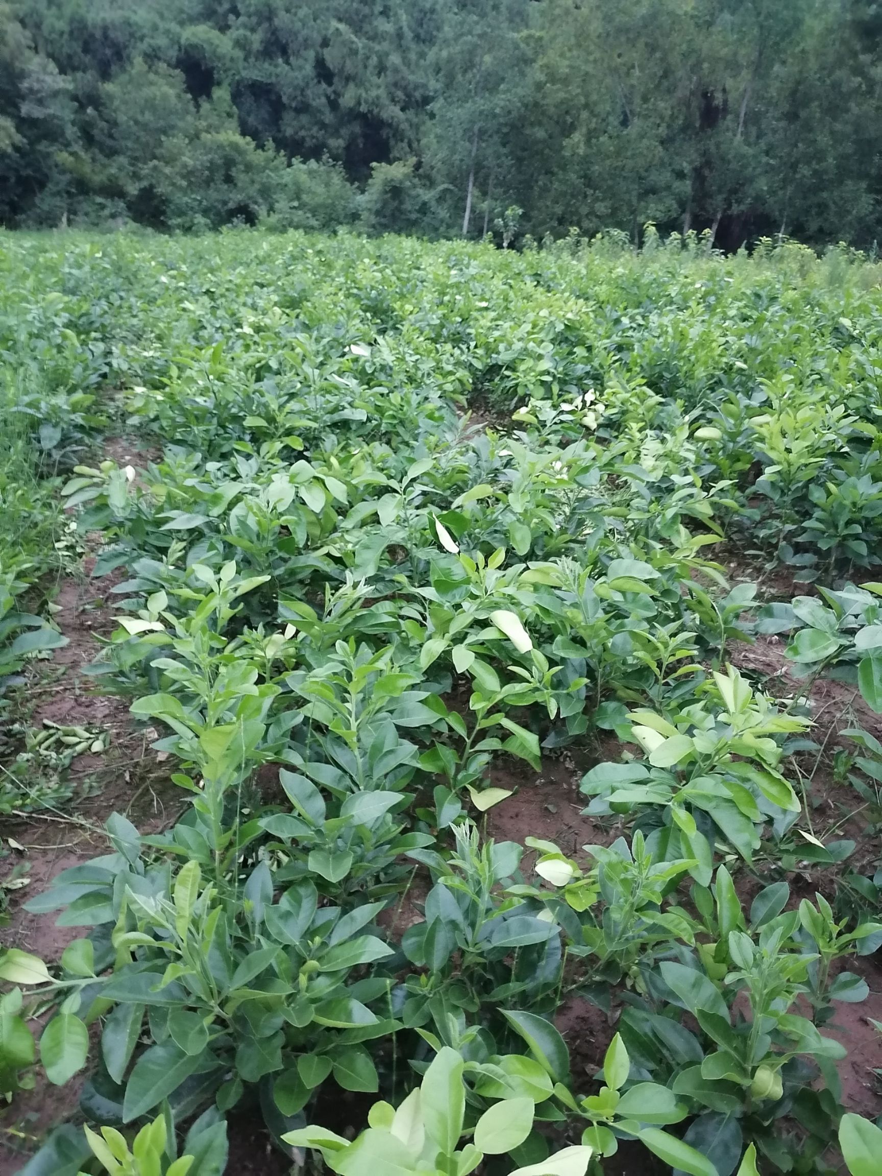 柚树苗泰国红宝石青柚苗  支持2公分带土起苗苗好无溃疡