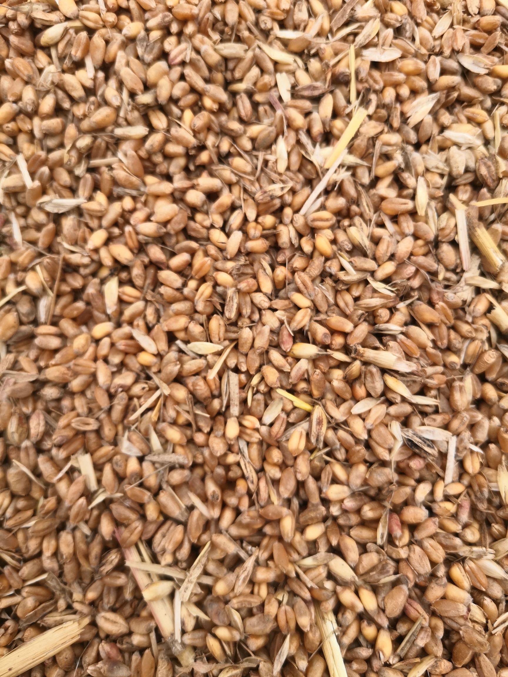 红麦