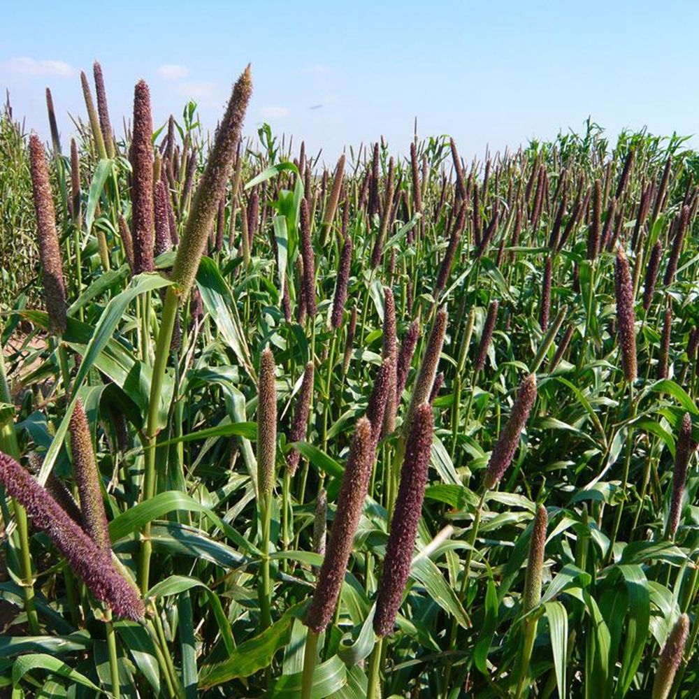 沭阳县御谷种子牧草种子杂交象草丰产多年生供草期长多次刈割禽畜牧草籽