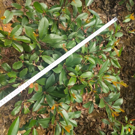 来安县便宜处理了，红叶石楠毛球，白菜价